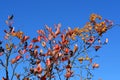 Graceful branches of chokeberry with red autumn leaves and bunches of black berries, entwined with dried stalks of hops with cones