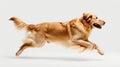 Graceful Brown Dog Leaping in Mid-Air. Generative ai