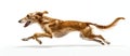 Graceful Brown Dog Leaping in Mid-Air. Generative ai