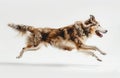 Graceful Brown Dog Leaping in Mid-Air. Generative ai