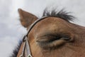 A graceful brown horse closed eye and resting. Close up horse eyes and eyelashes. Sensitive moment. Animal Trust Royalty Free Stock Photo