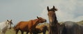 Graceful brown horse stallion looking at camera. Portrait close-up horse looking at camera. Herd of horses is grazing on Royalty Free Stock Photo