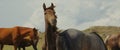 Graceful brown horse stallion looking at camera. Portrait close-up horse looking at camera. Herd of horses is grazing on Royalty Free Stock Photo