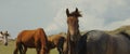 Graceful brown horse stallion looking at camera. Portrait close-up horse looking at camera. Herd of horses is grazing on Royalty Free Stock Photo