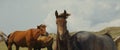 Graceful brown horse stallion looking at camera. Portrait close-up horse looking at camera. Herd of horses is grazing on Royalty Free Stock Photo