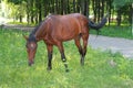 Graceful brown horse