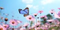 Graceful Butterfly in Flight above Pink Spring Blossoms, Ideal for Springtime and Nature Themes