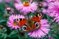 Graceful Butterfly Peacock Eye Sits On A Pink Aster