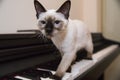 A graceful catstrut on the keyboard