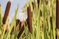Graceful Cattail close up Royalty Free Stock Photo