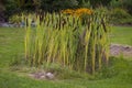 Graceful Cattail Royalty Free Stock Photo