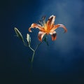 Graceful Chiaroscuro: Hyperrealistic Wildlife Portrait Of An Orange Lily Royalty Free Stock Photo