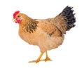 Graceful chicken laying hen, red color. Isolated.Series photos