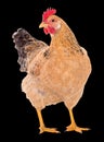 Graceful chicken laying hen, red color. Isolated.Series photos