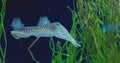 Graceful common cuttlefish navigates its aquatic environment, showcasing captivating swimming patterns amidst vibrant Royalty Free Stock Photo