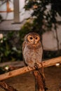 Graceful Composure: Owl Portrait on Wooden Bamboo Perch Royalty Free Stock Photo