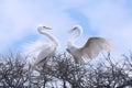 Graceful couple of white Herons Royalty Free Stock Photo