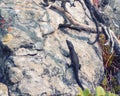 A Graceful Crag Lizard rests on a vertical granite rock left eye towards camera its black scales contrasting with the grey rock