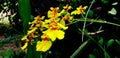 Graceful Curves: The Beauty of Oncidium flexuosum