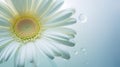 Graceful Curves: Hyper-realistic White Daisy With Water Droplets