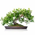 Graceful Curves: Jasmine Bonsai Plant On White Background