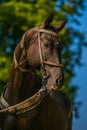 Graceful dark brown akhal teke horse with silver halter