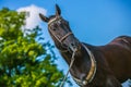 Graceful dark brown akhal teke horse standing outdoors on a sunny day