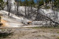 Graceful deer explores a hot spring and terraces in Mammoth Hot Springs area of Yellowstone National Park