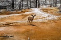 Graceful deer explores a hot spring and terraces in Mammoth Hot Springs area of Yellowstone National Park