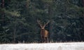 Graceful Deer Stag An Adult Male With Beautiful Horns Against The Backdrop Of Green Winter Pine Forest, With Snow-Covered Fo Royalty Free Stock Photo