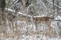 Graceful doe. Fallow deer (Dama dama) in the summer color among the dry grass, against the background of sudden drop of Royalty Free Stock Photo