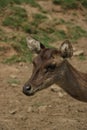 Graceful Doe: An Up-Close Portrait