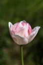 Graceful, double, soft pink flower tulip Angelique close up Royalty Free Stock Photo