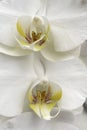 Graceful Elegance.Orchid Flower.