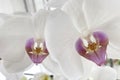 Graceful Elegance.Orchid Flower.