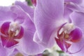 Graceful Elegance.Orchid Flower.