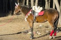 Graceful elegant horse on rest in the forest