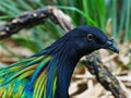 Graceful Elegant Nicobar Pigeon.