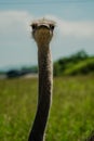 The graceful elongated neck and regal head of an ostrich capture attention showcasing nature\'s marvel in form and poise