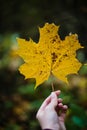 Graceful Embrace: Elegant Fingers Holding an Autumn Maple Leaf