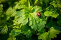 Graceful Encounter: A Tiny Red Ladybug Exploring a Green Ivy Leaf