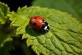 Graceful Encounter: A Tiny Red Ladybug Exploring a Green Leaf Royalty Free Stock Photo