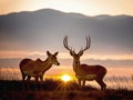 Graceful Encounters: Antelopes Embrace the Setting Sun Royalty Free Stock Photo