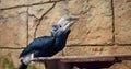 Graceful exotic bird Silver-winged Hornbill stands out with sleek black feathers captured in close-up Symbol of wild