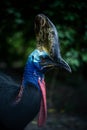 graceful exotic bright cassowary, bird portrait, amazing wildlife