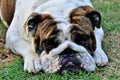 Injured english bulldog lying on the grass