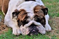 Injured english bulldog lying on the grass Royalty Free Stock Photo