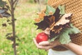 Graceful female hands hold an autumn bouquet of various leaves and a red apple. Autumn still life. Copy space Royalty Free Stock Photo