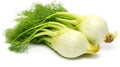 Graceful Fennel: A Captivating Herb in Solitude