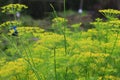 Graceful Fennel Flowers Blossom in Spring Royalty Free Stock Photo